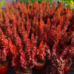 Dráč thunbergov (Berberis thunbergii) ´ORANGE SUNRISE®´ - výška 30-40 cm, kont. C2L
